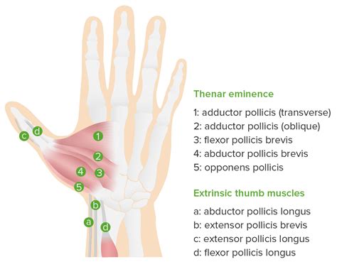 Hand Anatomy Thenar