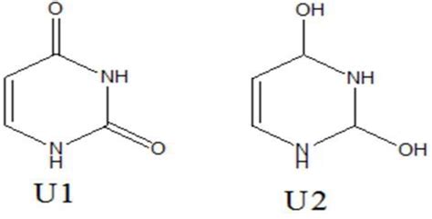 Tautomers of U. U tautomer U T1 has ketone links. U tautomer U T2 has ...