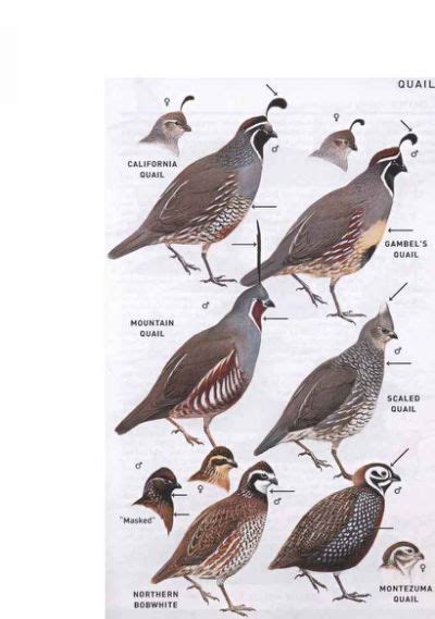 Pin on Quails