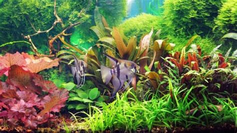 How to Clean Aquarium Plants before Planting — Top Tips