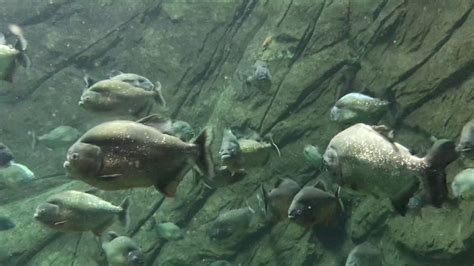 Piranha tank at Seaworld San Diego California - YouTube