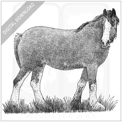 Stock Art Drawing of a Clydesdale Horse