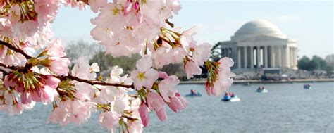 What to Know About the Cherry Blossoms in Washington, DC