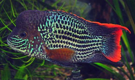 Green terror : care, size, lifespan, tankmates, breeding | Cichlids ...