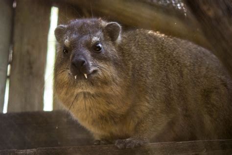 Hyrax