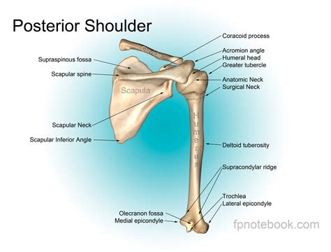 Shoulder Anatomy