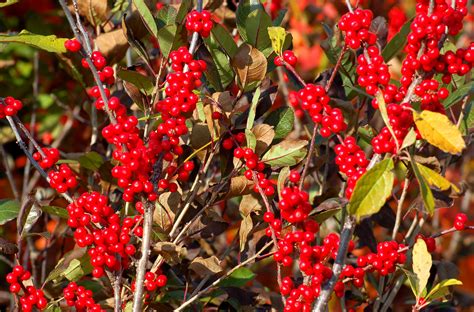 5 Favorite Varieties of Holly