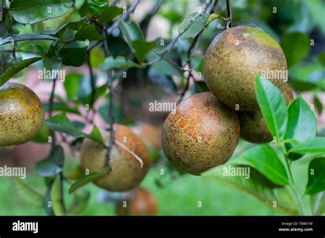 Organic Lemonade fruit (citrus limon x reticulata) with a discoloured ...