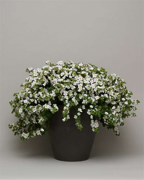 Bacopa - Megacopa White