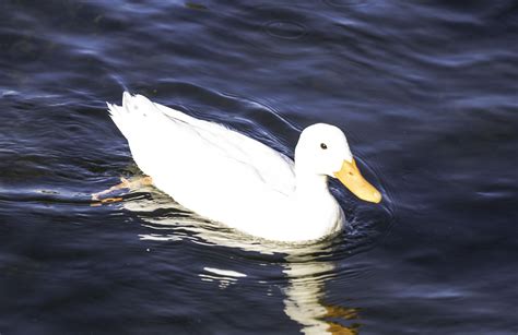 White Duck In Water