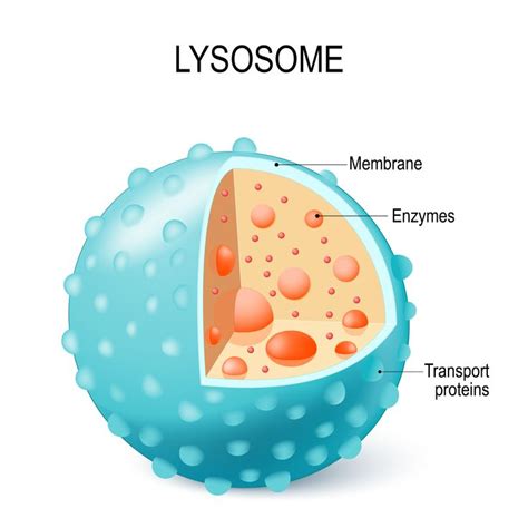 Lysosomes | Enseñanza biología, Mejor maquillaje para halloween, Bioquímica