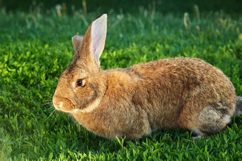 The Ultimate Guide to Choosing the Perfect Rabbit for Your Home – io-r.net