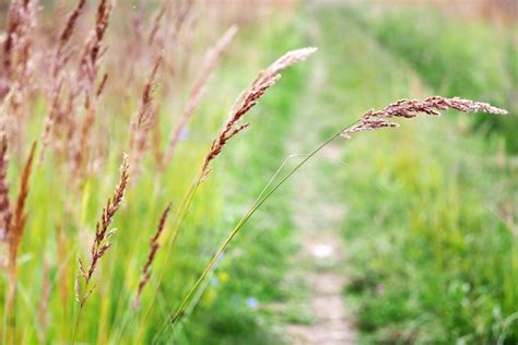 Red fescue: properties & Festuca rubra varieties - Plantura