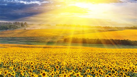 Yellow Sunflowers Field With Background Of Yellow Sunbeam 4K HD Flowers ...