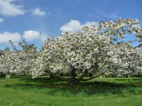 Japanese cherry Prunus 'Shirotae' now in bloom - Bourton House Garden