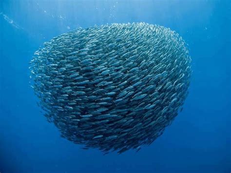 22 best images about Inspiration - School of fish on Pinterest ...