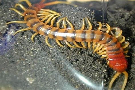 Peruvian Giant Centipede - Scolopendra gigantea robusta