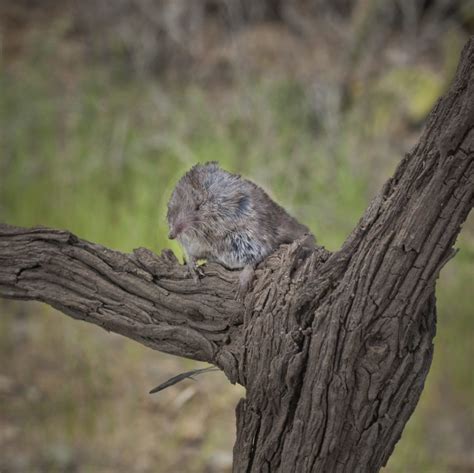 Catalina Island Wildlife Programs - Catalina Island Conservancy