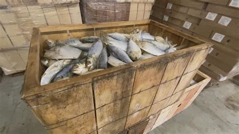 Menhaden commercial fishing season to end Sunday | newscentermaine.com