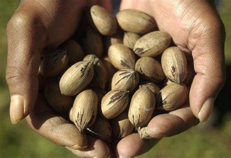 Grow your own pecans: essential planting tips for pecan trees | Home ...