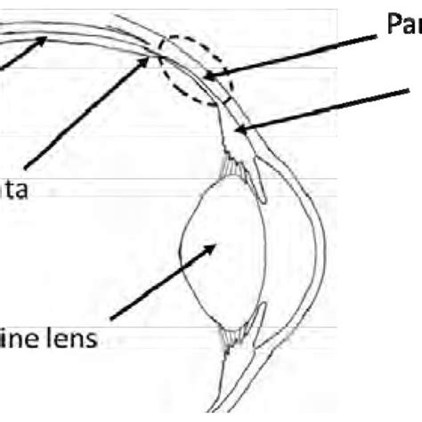 Anatomical illustration of the pars plana | Download Scientific Diagram