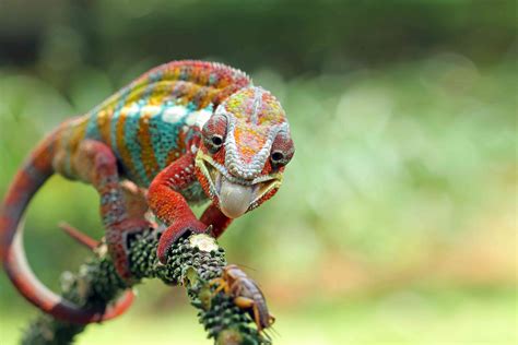 11 Showstopping Chameleon Species