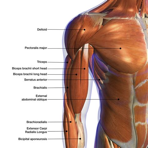 Anatomie : Les Biceps - Blog Eric Favre | Sport Nutrition Expert