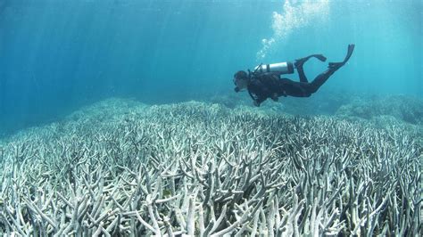 The Great and Dying Barrier Reef - The New York Times