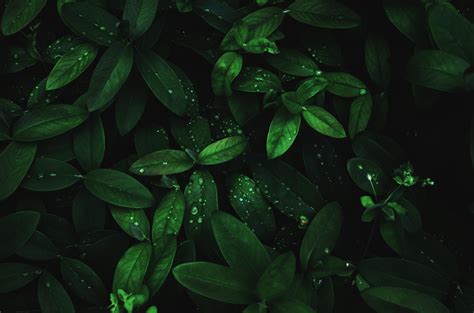 Top more than 79 dark green leaves wallpaper best - in.coedo.com.vn