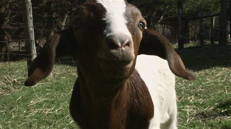 Adorable Baby Goats Playing Together - YouTube