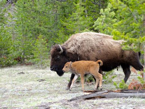 Grizzly Country Wildlife Adventures Jackson Wyoming, Yellowstone, Grand ...