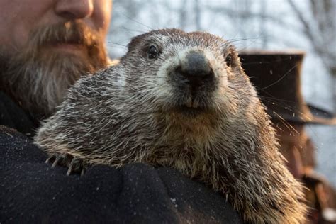 Groundhog Day 2023: Punxsutawney Phil sees shadow, makes winter ...