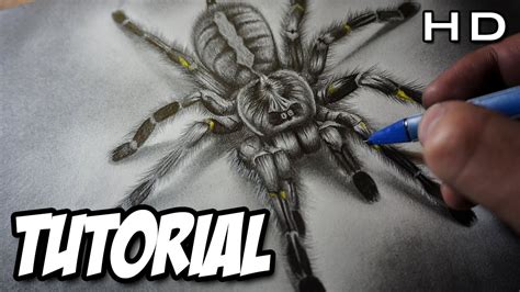 Príncipe Conjugado Mutilar araña dibujo a lapiz crisis Rebobinar bicicleta