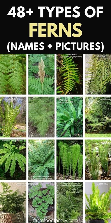 48+ Types Of Ferns (Indoor, Outdoor, Aquarium) With Photos | Types of ...