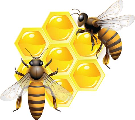 Honey PNG Image - PurePNG | Free transparent CC0 PNG Image Library ...