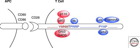 An Enigmatic Tail of CD28 Signaling