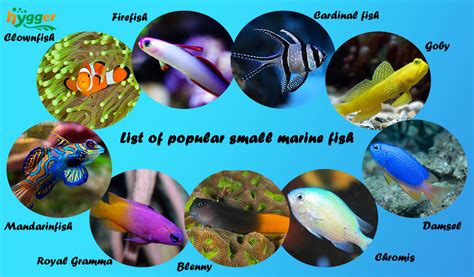 Guide to Take Care of Small Marine Fish - hygger