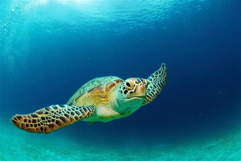 10 Fun Facts About Sea Turtles