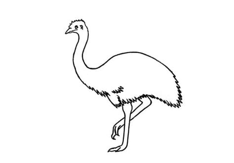 How to draw an Emu step by step – Easy Animals 2 Draw