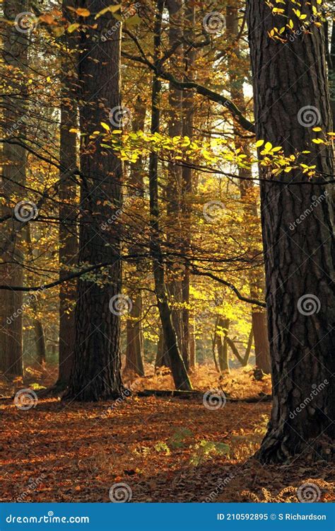 Autumn Colours of the New Forest Stock Image - Image of lane, habitat ...