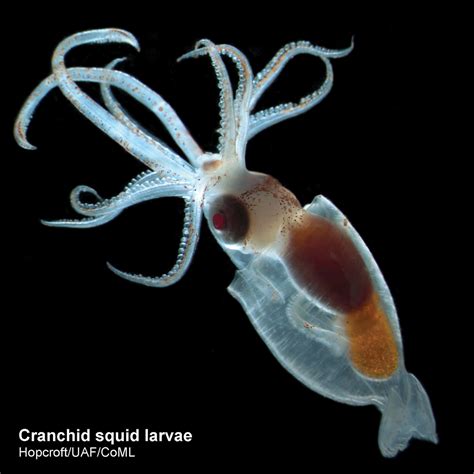 Squid – Australian Antarctic Program