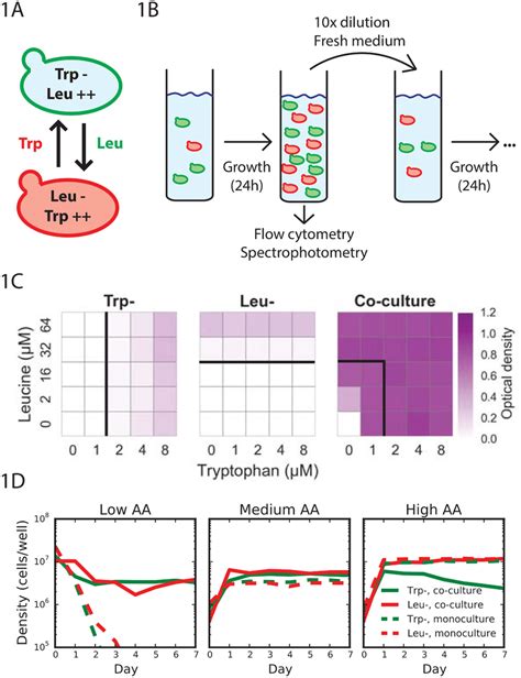 Two auxotrophic yeast strains can form a stable cross-feeding mutualism ...