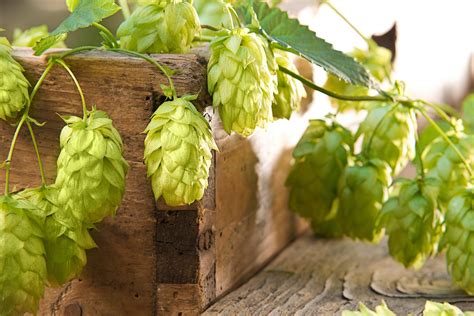 Planting hops: growing, care & varieties - Plantura