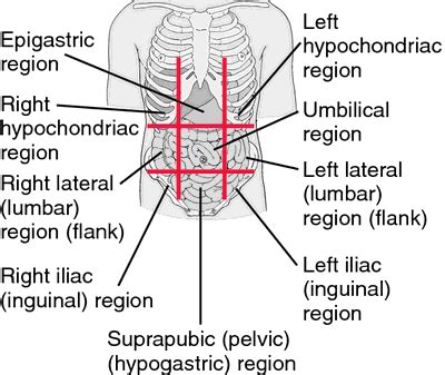 Cranial Region