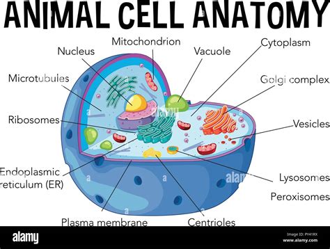 Diagram of animal cell anatomy illustration Stock Vector Image & Art ...