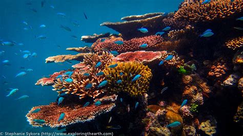 Australia, Great Barrier Reef, Queensland, fish, coral, underwater ...