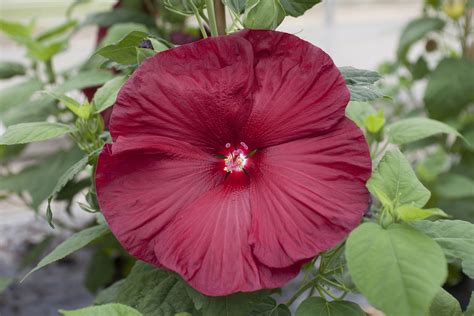 Hardy Hibiscus Pictures - National Garden Bureau