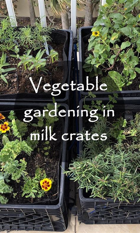 Vegetable gardening in milk crates | Container gardening vegetables ...