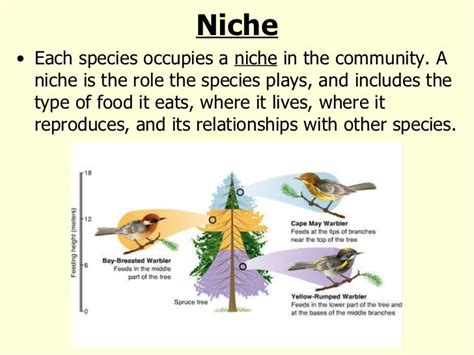 What are some examples of an ecological niche? | Socratic