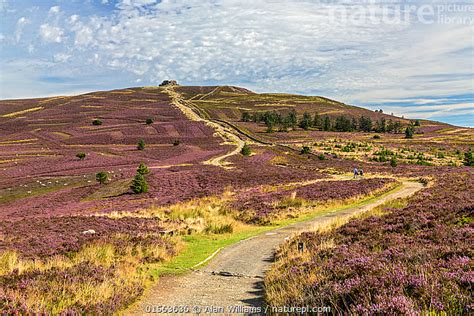 Stock photo of Offa's Dyke path leading to the summit of Moel Famau in ...